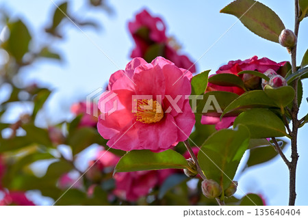紅色sasanqua花 135640404