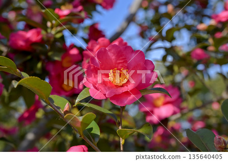 紅色sasanqua花 紅色sasanqua花 135640405
