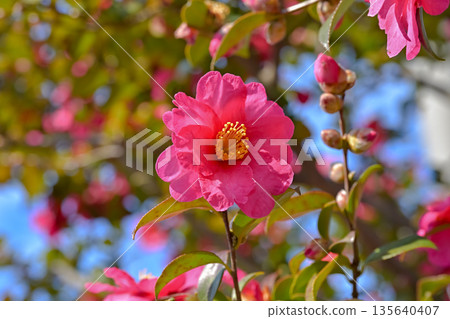 Red sasanqua flower 135640407