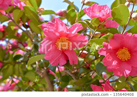 Red sasanqua flower 135640408