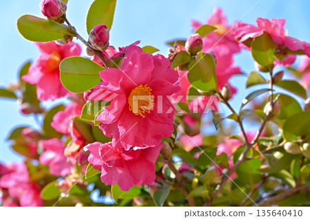 Red sasanqua flower 135640410