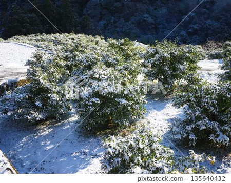 Snow-covered fields and orchards 135640432