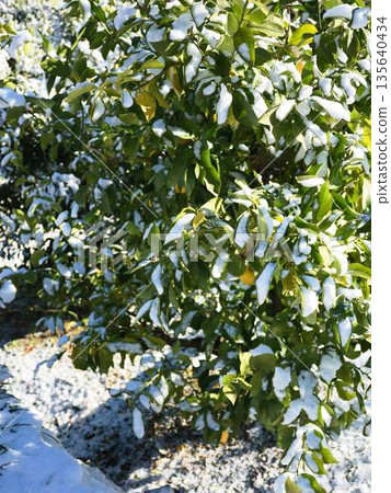 Snow-covered fields and orchards Snow-covered fields and orchards 135640434