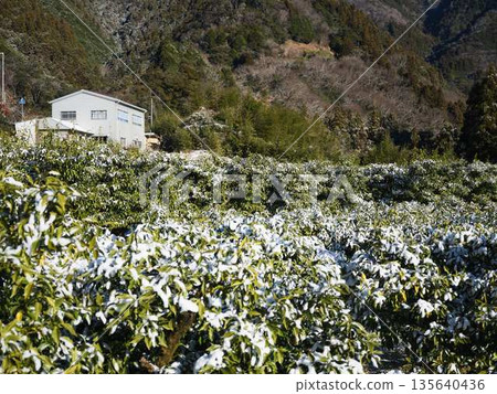 Snow-covered fields and orchards Snow-covered fields and orchards 135640436