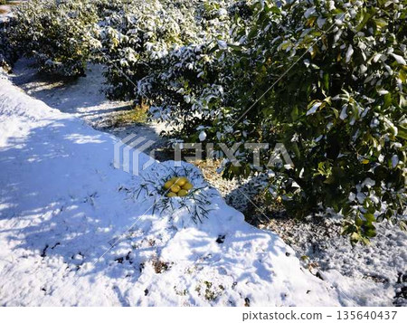 Snow-covered fields and orchards Snow-covered fields and orchards 135640437