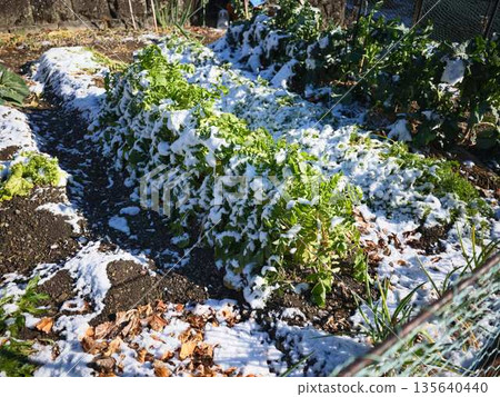 白雪覆蓋的田野和果園 135640440