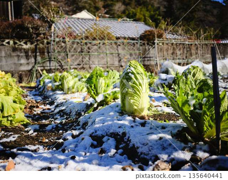 Snow-covered fields and orchards Snow-covered fields and orchards 135640441