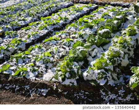 Snow-covered fields and orchards 135640442