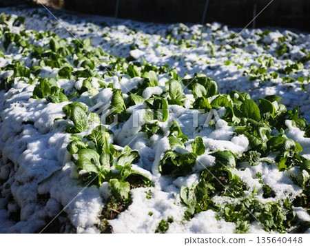 白雪覆蓋的田野和果園 135640448