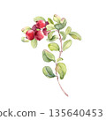 Watercolor lingonberry branch with red berries and green leaves isolated on white. Botanical illustration for food, nature, and healthy eating concept. Northern sour berry plant hand drawn. 135640453