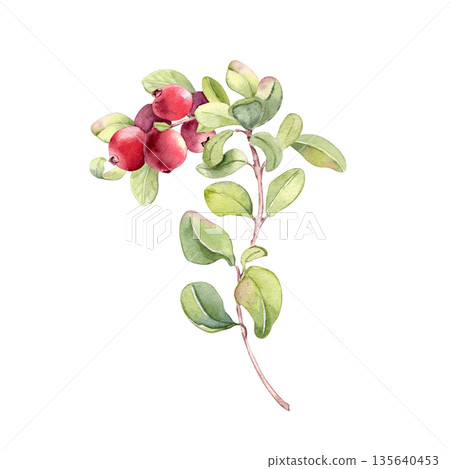 Watercolor lingonberry branch with red berries and green leaves isolated on white. Botanical illustration for food, nature, and healthy eating concept. Northern sour berry plant hand drawn. Watercolor lingonberry branch with red berries and green leaves isolated on white. Botanical illustration for food, nature, and healthy eating concept. Northern sour berry plant hand drawn. 135640453