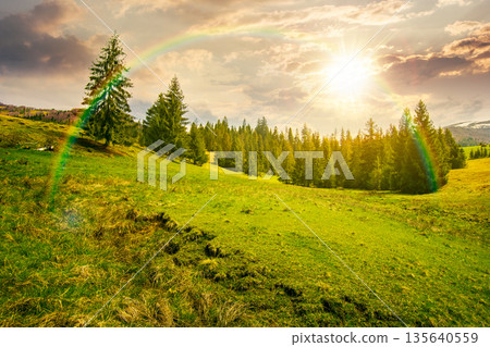 beautiful springtime weather in mountains at sunset. spruce forest on a grassy meadow in evening light. alpine landscape with some clouds on blue sky. leadership corporate wallpaper under the rainbow beautiful springtime weather in mountains at sunset. spruce forest on a grassy meadow in evening light. alpine landscape with some clouds on blue sky. leadership corporate wallpaper under the rainbow 135640559