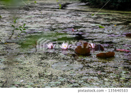 Pink water lilies blooming on calm pond with green algae and aquatic plants 135640583