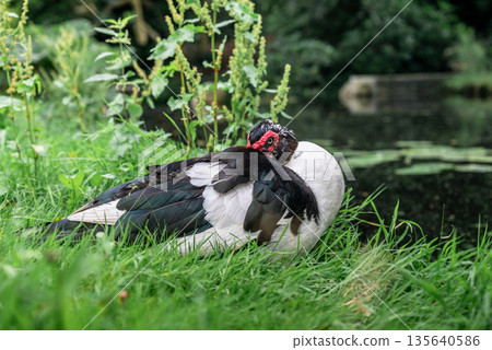 Muscovy duck resting on green grass near pond in peaceful natural countryside setting 135640586