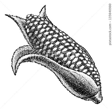 Corn Maize Cob Sweetcorn Ear Black White Vintage Corn Maize Cob Sweetcorn Ear Black White Vintage 135640980