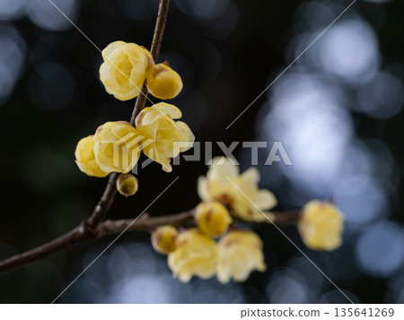 冬季開花的冬風鈴草 冬季開花的冬風鈴草 135641269