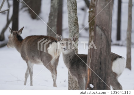 雪地裡行走的蝦夷鹿 135641313
