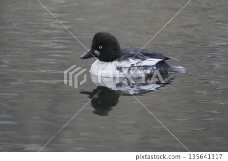 A mallard swimming in the river A mallard swimming in the river 135641317
