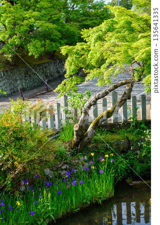 The pond at Konkai-Komyoji Temple is enveloped in fresh greenery The pond at Konkai-Komyoji Temple is enveloped in fresh greenery 135641335