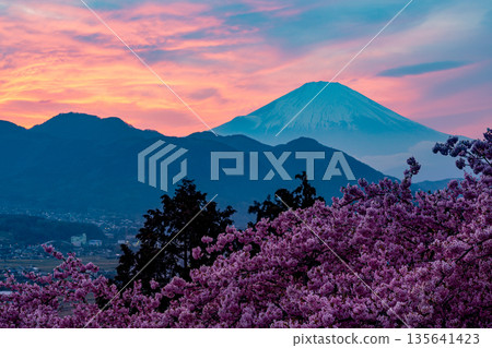 (神奈川縣)西河裡公園的河津櫻/富士山日落 (神奈川縣)西河裡公園的河津櫻/富士山日落 135641423