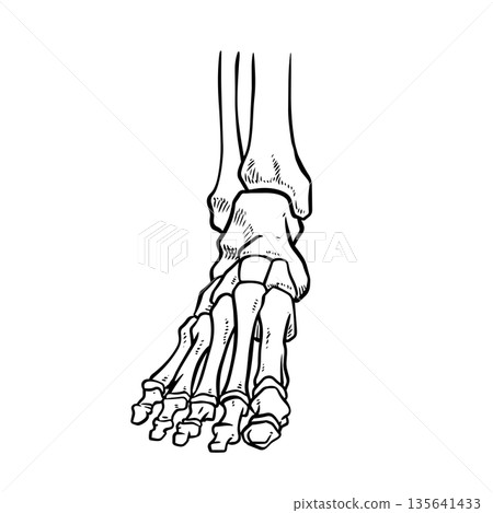 Skeleton Human foot body bones - front Anterior ventral view 135641433