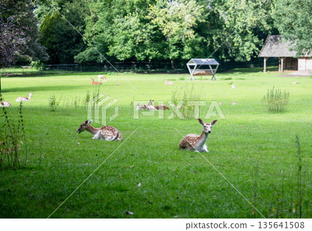 Fallow deer resting on green meadow in Park Rams Woerthe in Netherlands with forest background 135641508