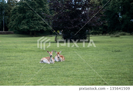 Fallow deer resting on green meadow in Park Rams Woerthe in Netherlands with forest background Fallow deer resting on green meadow in Park Rams Woerthe in Netherlands with forest background 135641509