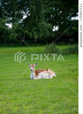 Fallow deer resting on green meadow in Park Rams Woerthe in Netherlands with forest background 135641511
