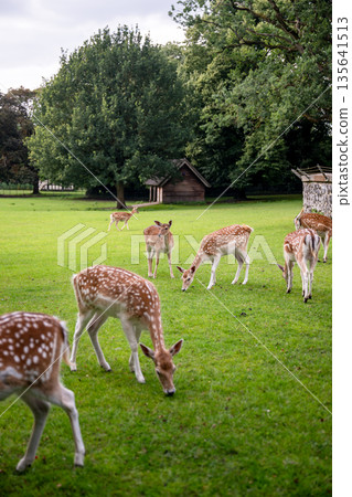 Group of fallow deer grazing on green meadow in Park Rams Woerthe in Netherlands Group of fallow deer grazing on green meadow in Park Rams Woerthe in Netherlands 135641513
