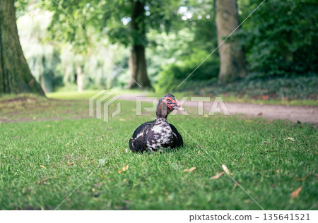 Muscovy duck resting on green grass in park with forest background and summer light 135641521