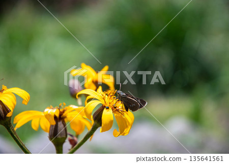 A large brown skipper butterfly resting on a Japanese silverleaf A large brown skipper butterfly resting on a Japanese silverleaf 135641561