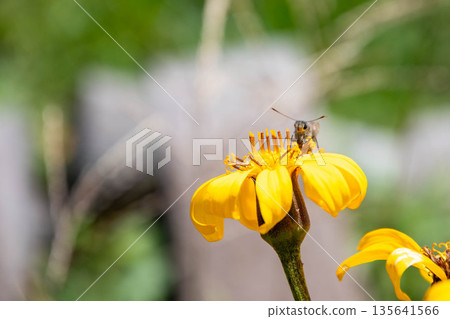 A large brown skipper butterfly resting on a Japanese silverleaf A large brown skipper butterfly resting on a Japanese silverleaf 135641566