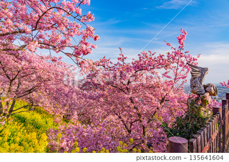 (Kanagawa Prefecture) Kawazu cherry blossoms at Nishihirahata Park and the Odawara cityscape (Kanagawa Prefecture) Kawazu cherry blossoms at Nishihirahata Park and the Odawara cityscape 135641604