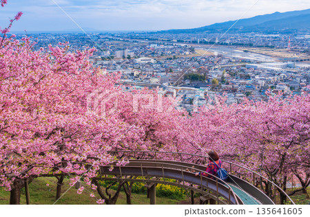 （神奈川縣）西平畑公園的河津櫻花和小田原市景 135641605