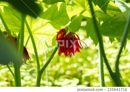 The rare flower "octagonal lotus" blooms mysteriously in the shade The rare flower "octagonal lotus" blooms mysteriously in the shade 135641718