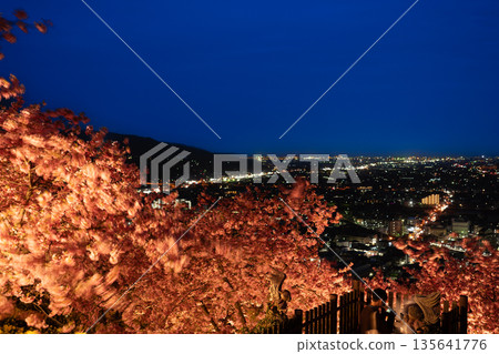 （神奈川縣）西平畑公園河津櫻花燈光秀 135641776
