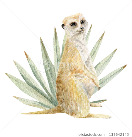 Hand-painted watercolor meerkat with tropical plants or succulent. Great for safari illustrations Hand-painted watercolor meerkat with tropical plants or succulent. Great for safari illustrations 135642143