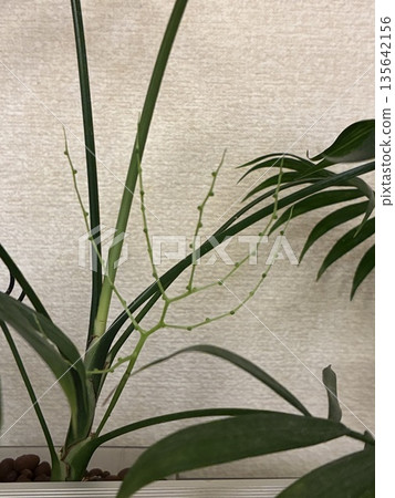 棕櫚樹花蕾,處於生長階段的室內植物 棕櫚樹花蕾,處於生長階段的室內植物 135642156