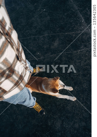 Dog is sitting. Man with Akita Inu dog is on the ice with skates in winter Dog is sitting. Man with Akita Inu dog is on the ice with skates in winter 135642305