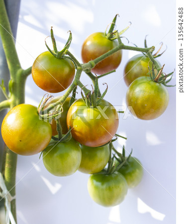 These are ripe cherry tomatoes. 135642488