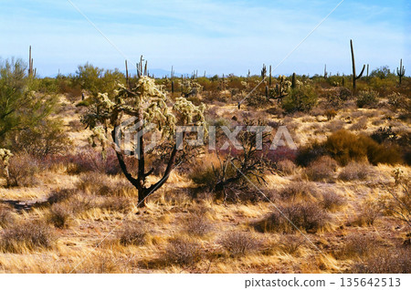 Landscape Sonoran Desert Arizona 135642513
