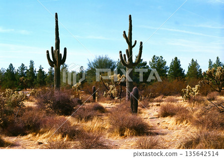 Landscape Sonoran Desert Arizona 135642514