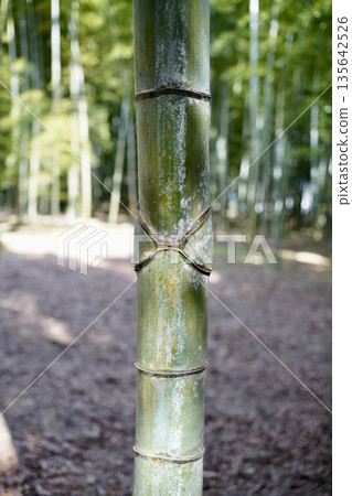 竹枝痕跡 135642526