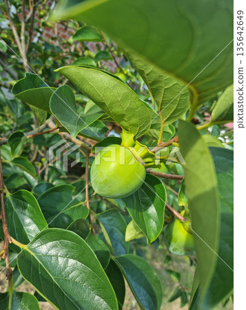It is a persimmon tree with unripe persimmons. 135642649