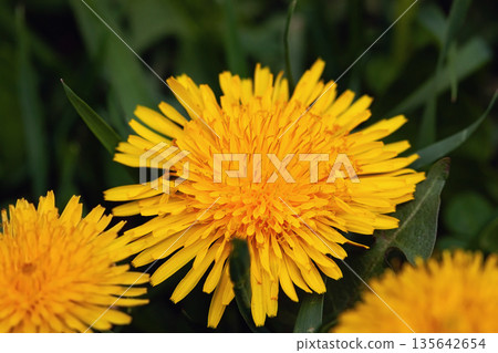 Dandelion flower macro detail Bloom. Bright yellow dandelion flower in full bloom close up among green grass. Natural wild beauty, bright spontaneous nature elegance Dandelion flower macro detail Bloom. Bright yellow dandelion flower in full bloom close up among green grass. Natural wild beauty, bright spontaneous nature elegance 135642654