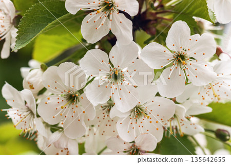 Spring Cherry Blossoms. Delicate white cherry blossoms in full bloom on spring branch. Concept of renewal, beauty and fleeting moments of nature. Natural background Spring Cherry Blossoms. Delicate white cherry blossoms in full bloom on spring branch. Concept of renewal, beauty and fleeting moments of nature. Natural background 135642655