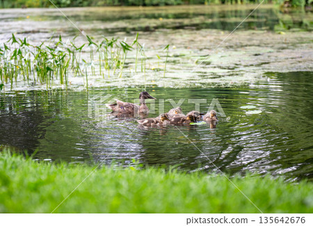 Duck family swimming and walking near green pond with water plants in summer park landscape Duck family swimming and walking near green pond with water plants in summer park landscape 135642676