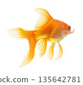 gold fish isolated on white 135642781