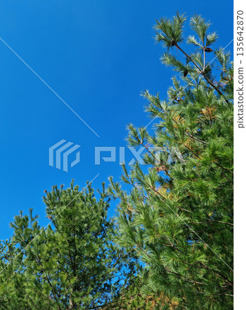 Blue sky and pine trees 135642870