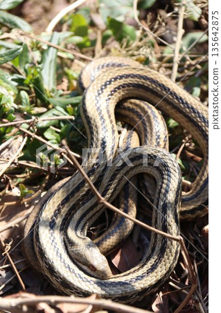 A Japanese striped snake sunbathing in January 135642875
